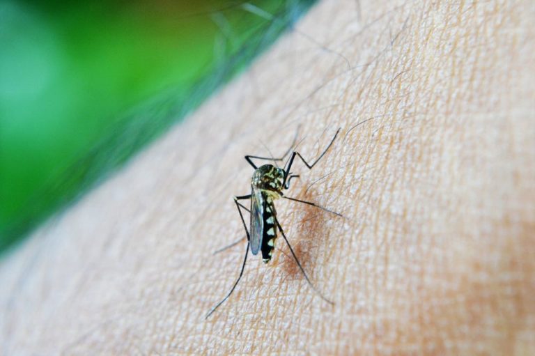 Přenáší se prostřednictvím infikovaných komárů a mezi její projevy patří například horečka, zimnice, bolest kloubů nebo křeče. Foto: nuzree / pixabay