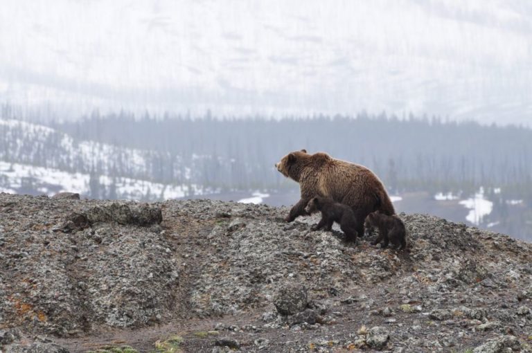 Medvěd grizzly, známý také jako medvěd stříbrný, medvěd hnědý severoamerický nebo jednoduše grizzly, je poddruh medvěda hnědého, který žije především ve výše položených oblastech Severní Ameriky. Foto: Free-photos / pixabay