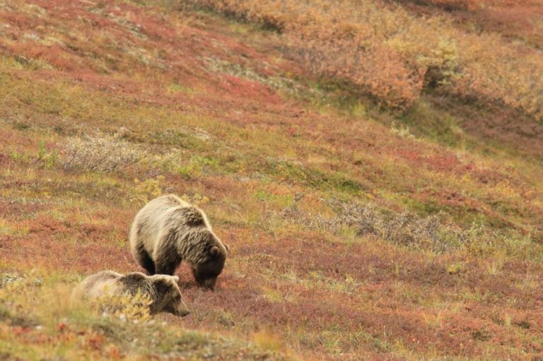 Každý druhý rok medvědice porodí jedno až čtyři mláďata, která jsou malá a váží pouze kolem 500 gramů. Medvědice chrání své potomstvo a pokud cítí, že je ohroženo, neváhá zaútočit. Foto: OrnaW / pixabay