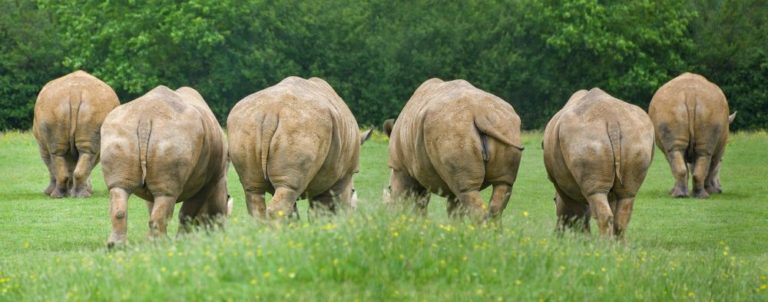 Samec Sudán musel být dne 19. března 2018 utracen v Keni v rezervaci Ol Pejeta, byl posledním nosorožcem svého poddruhu narozeným ve volné přírodě a posledním samcem. Foto: christels / pixabay