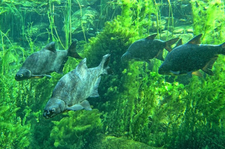 Cejn velký (Abramis brama) je jedním z nejběžnějších druhů ryb v nádrži Římov. Výsledky studie ukázaly, že izotopové složení archivovaných rybích šupin může poskytnout cenné poznatky o historických změnách koloběhu uhlíku ve vodních ekosystémech. Foto: Jiří Peterka, BC AV ČR