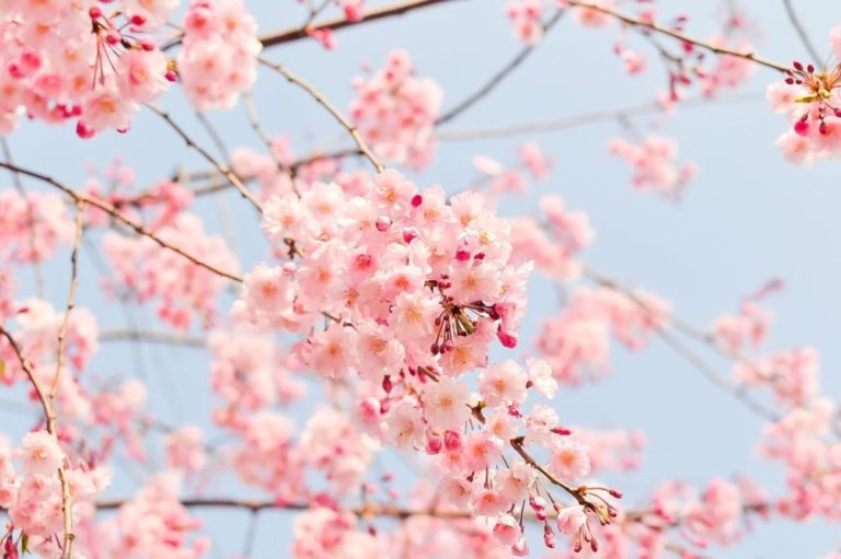 Sakura je 3–7 metrů vysoký opadavý strom nebo keř s širokou korunou. Foto: shell_ghostcage / pixabay