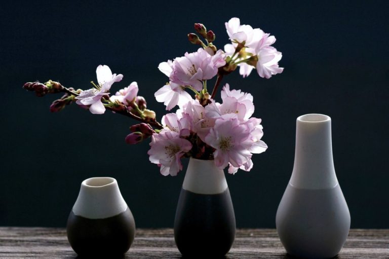 Každý rok japonští meteorologové a veřejnost sledují s příchodem teplejšího počasí květy sakury. Sakura začíná nejdříve rozkvétat na jihu Okinawy, kde je v plném květu kolem 30. března v Kjótu a Tokiu rozkvétají sakury většinou na konci března nebo začátkem dubna. Foto: suju-foto / pixabay