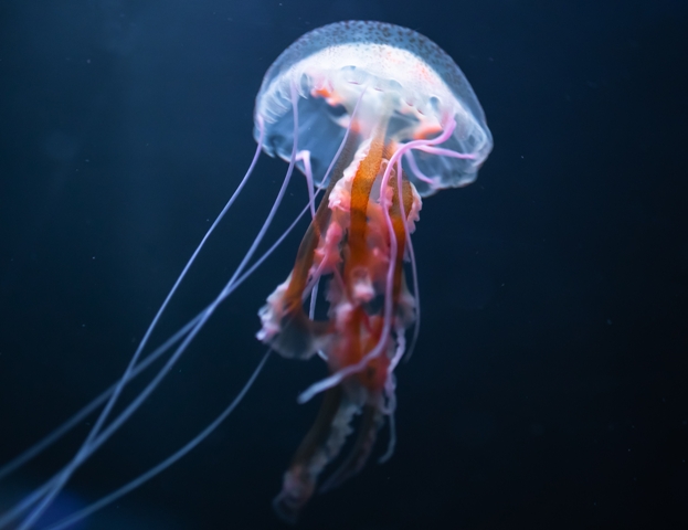Tato medúza je hojná i v Jaderském moři, takže se s ní mohou setkat i turisté cestující do Chorvatska. Foto: Shutterstock