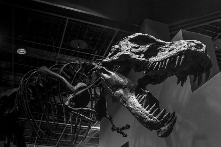 Je zajímavé, že navzdory své ohromné velikosti a síle představoval velmi početný druh dinosaura ve svých ekosystémech, v rámci souvrství Hell Creek dokonce druhý nejpočetnější. Foto: AG2016 / pixabay
