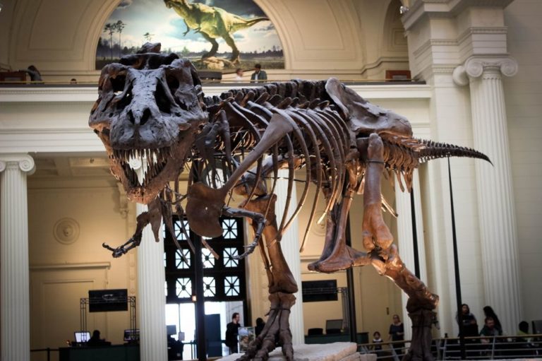 Podle výzkumů mozkové dutiny lebky měl tyranosaurus výborný čich a zrak, a dokázal tak aktivně vyhledávat potravu, kterou zřejmě tvořili především rohatí a kachnozobí dinosauři. Foto: onecrazykatie / pixabay