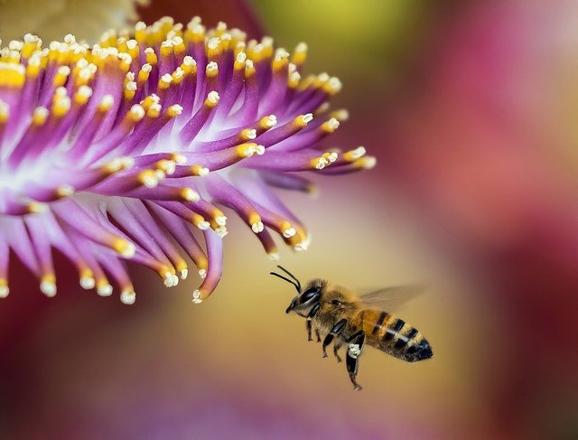 Kdo by řekl, že za kmitáním včelích křídel je tak složitý pohyb? (Foto: Pexels, Pixabay)