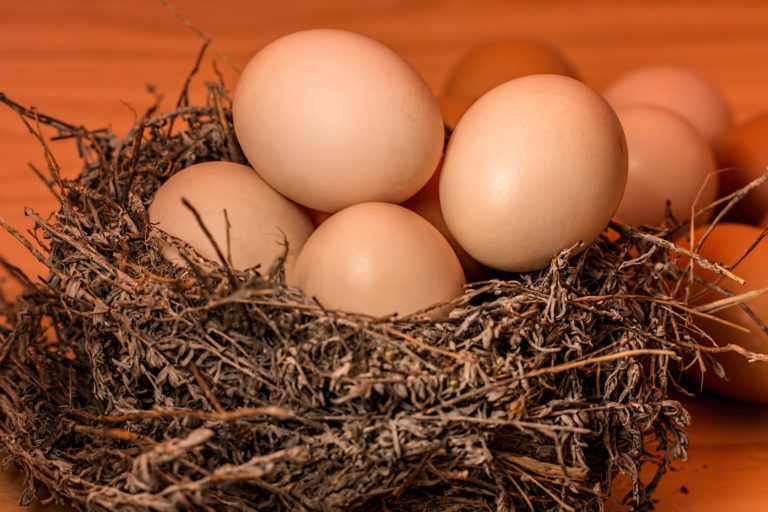 Průměrné slepičí vejce bez skořápky váží 53 gramů. Rekord drží vejce o hmotnosti 454 g, které snese roku 1956 bílá slepice v New Jersey. Foto: stevepb / Pixabay.