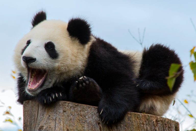 Panda má důmyslné maskování, jednotlivá zvířata se mezi sebou poznají. FOTO: Pixabay