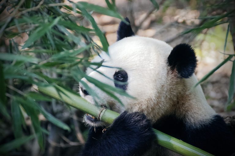 Baští až 16 hodin denně, vystačí si ale s bambusem. FOTO: Pixabay