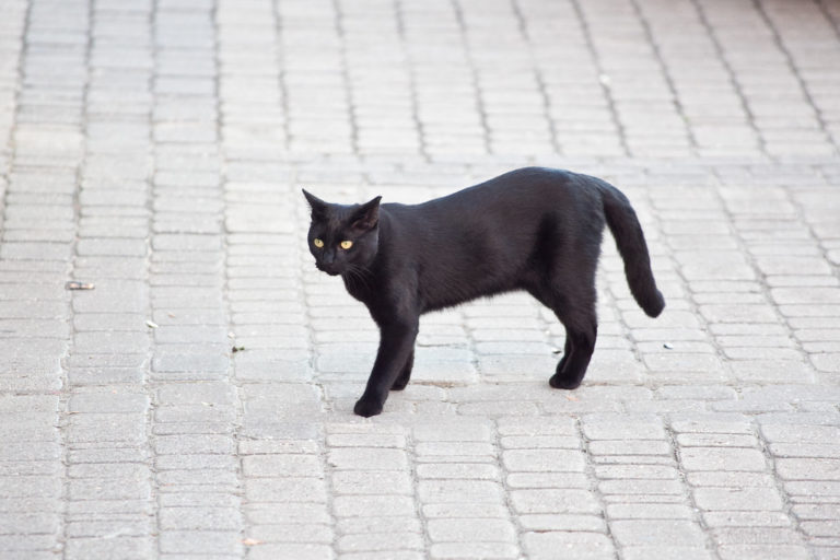 Pokud černá kočka běží zprava doleva, přináší štěstí. Setkáte se ale i s opačnými názory.Foto: Eschipul / Creative Commons / CC BY-SA 2.0.