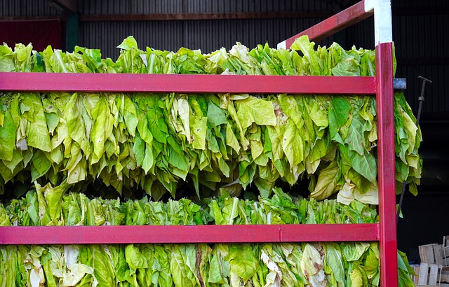 Pěstování tabáku a sklizeň listů vyžaduje zručnost, proto byli otroci z takových plantáží dražší než ostatní. (Foto: Matthias Böckel, Pixabay)