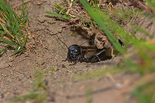 Některé druhy cikád trpělivě čekají v zemi na svou chvíli. (Foto: Péter Gulya, Pixabay)