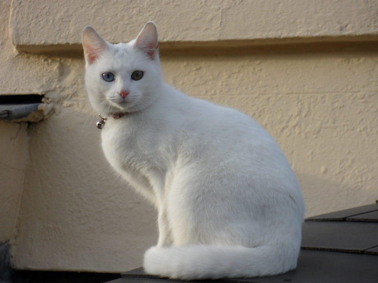 I bílé kočky jsou spojeny s řadou pověr a legend. Symbolizují však zpravidla samé pozitivní věci. Štěstí, peníze, lásku či toleranci. Foto: Callum.H / Creative Commons / CC BY 2.0.