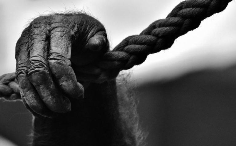 Šimpanzi oproti tomu často své mrtvé nosí, byl zaznamenán i případ, kdy se lidoop utrápil ze ztráty své matky k smrti – opustil skupinu, přestal žrát a zemřel osamocen. Foto: Alexas_Fotos / pixabay