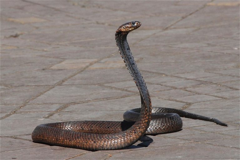 Dva jedovatí hadi stejného druhu při vzájemném kousnutí pravděpodobně přežijí, protože jsou imunní. Foto: Pascal-Laurent / pixabay