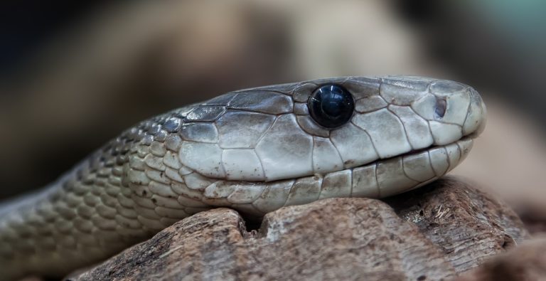 U hadů jiného druhu je jed ale odlišný. Když by tedy kobra pokousala jinou kobru, nic se nestane, ale kdyby pokousala zmiji, pak zmije zemře, jelikož nemá „vypěstovanou“ imunitu vůči tomuto jedu. Foto: Foto-Rabe / pixabay