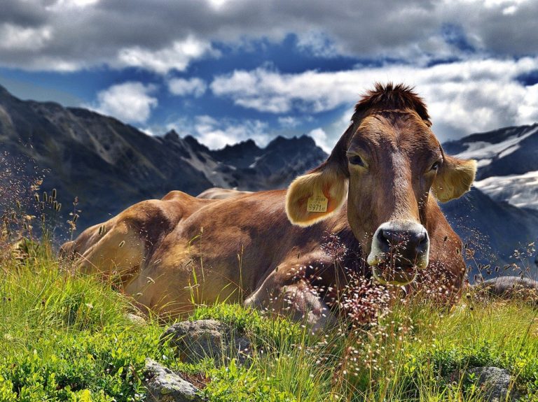 Zvířatům jsou prostřednictvím brýlí, jež vznikly ve spolupráci s veterináři, promítány zelené pastviny zalité sluncem, to má vést k jejich uvolnění a větší spokojenosti. Foto: JerzyGorecki / pixabay