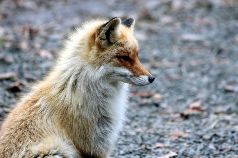 K pokusům si vybral psům nejbližší příbuzné – lišky obecné (Vulpes vulpes). Výzkum probíhal na kožešinové farmě. Foto: zoosnow / pixabay