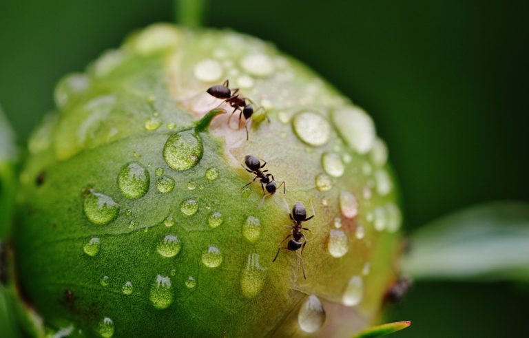 Vědci se ve své práci soustředili na genetickou analýzu 89 druhů želvích mravenců a pozorovali, jak se na nich evoluce „vyřádila“. Foto: Alexas_Fotos / pixabay