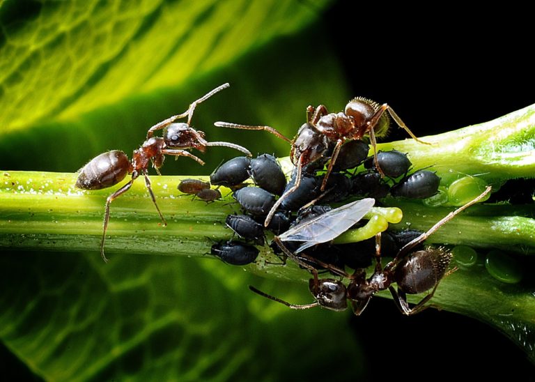 Odtud je možné vysledovat původ některých želvích mravenců. Někteří vojáci mají hlavy specializované na extra velké, jiní naopak na výjimečně malé otvory. Foto: JerzyGorecki / pixabay