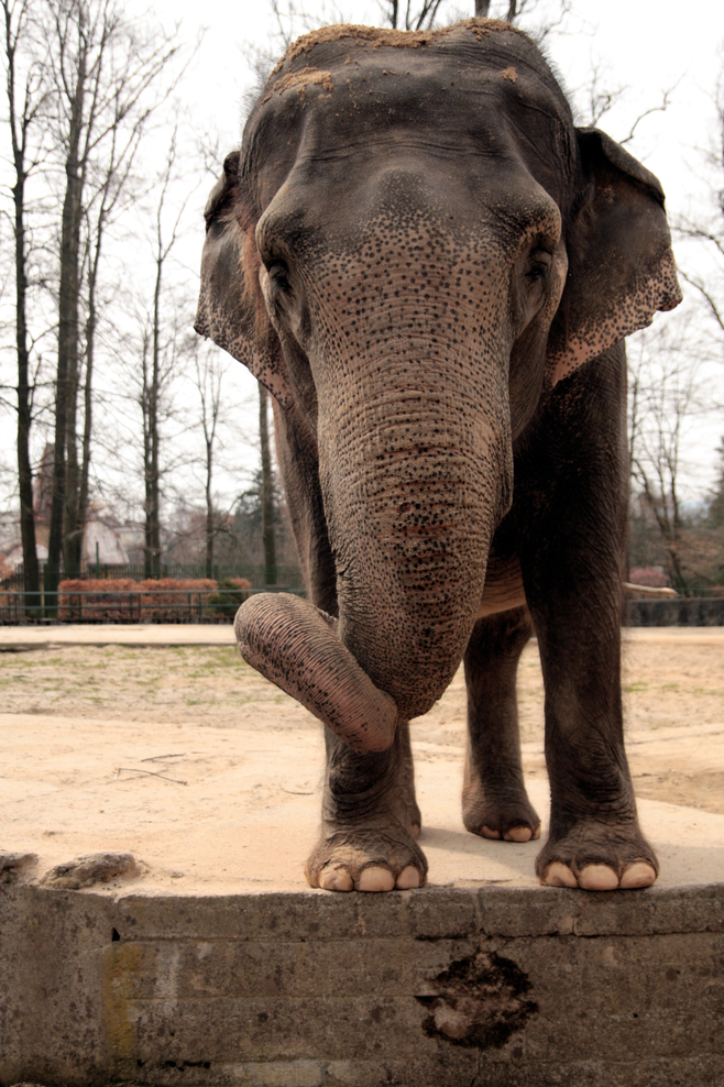 Slon indický obývá různá stanoviště – od tropických suchých oblastí po deštné pralesy, obvykle do nadmořské výšky 3000 metrů. Foto – Tisková zpráva / Zoo Liberec