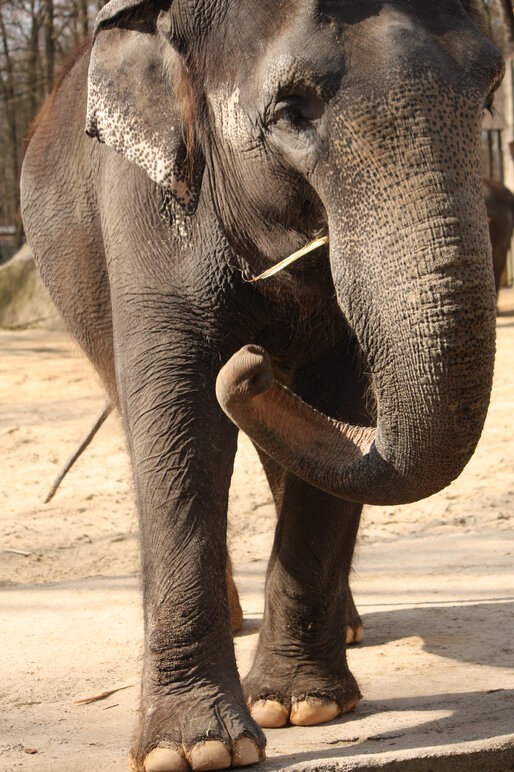 Ačkoli se velká část populace nachází v národních parcích, více než polovina území obývaných slony leží mimo chráněná území. Foto – Tisková zpráva / Zoo Liberec