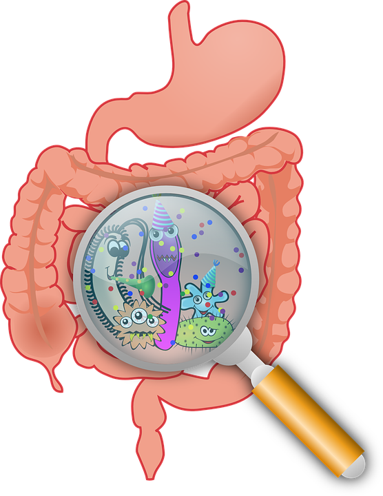 Osídlení střev mikroorganismy je u každého člověka jiné. Foto: OpenClipart-Vectors / Pixabay