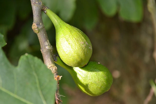 Jeden z kandidátů na ovoce z rajské zahrady je také fík. (Foto: PollyDot, Pixabay)