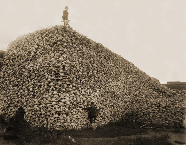 Hora bizoních lebek. Tak nějak se chovají lidé k přírodě. (Autor neznámý, Volné dílo, commons.wikimedia)