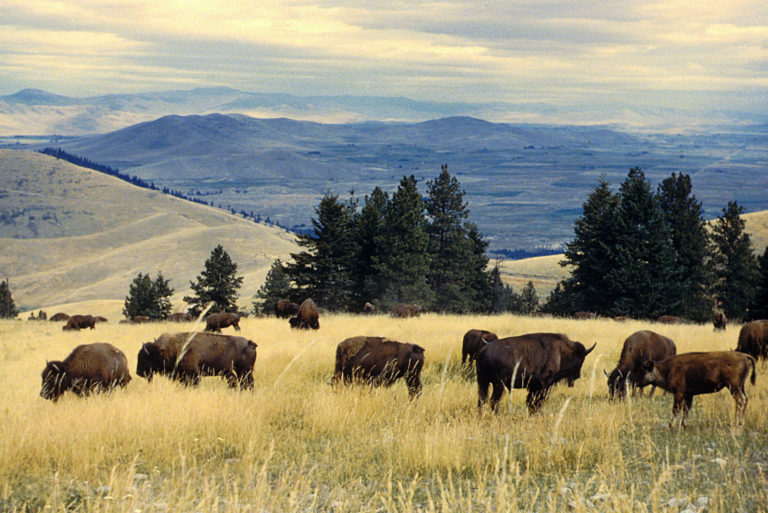 Dnes už milionová stáda bizonů nezahlédnete. (PD-USGov-Interior-FWS - volné dílo, commons.wikimedia)