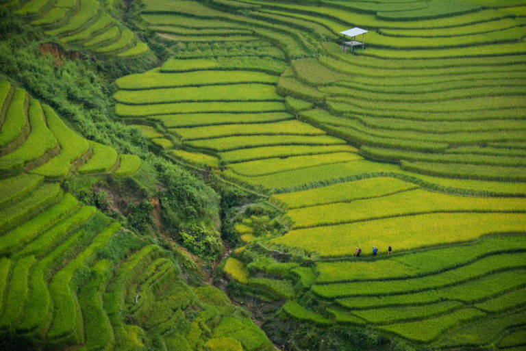 Je to dechberoucí pohled. Rýžová pole terasovitě sestupují od vrcholků hor až k říčkám v údolí. Foto: pxfuel