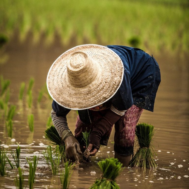 Zemí zaslíbenou zůstává pro rýži Asie. Pěstuje a konzumuje se tu přes 90 % světové produkce. Foto: unsplash