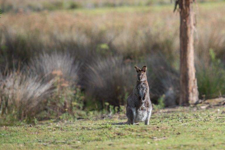 Australští vědci varovali před zhoršováním stavu tamních ekosystémů. Foto: pen_ash / pixabay
