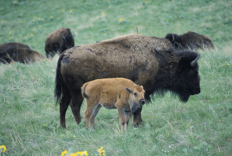Spokojený život mají bizoní rodinky jen do chvíle, než se objeví imigranti z Evropy. Jesse Achtenberg, National Digital Library of the United States Fish and Wildlife Serviceat, Volné dílo, commons.wikimedia