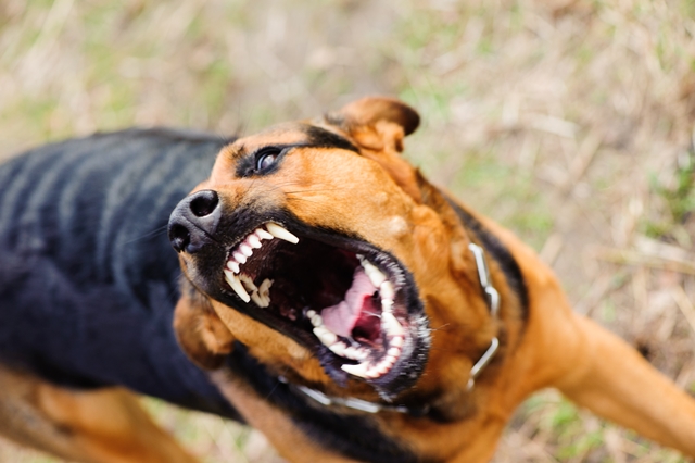 Poslední zaznamenaný výskyt vztekliny na území České republiky je z roku 2002, kdy byla na Trutnovsku objevena nakažená liška. Foto: Shutterstock