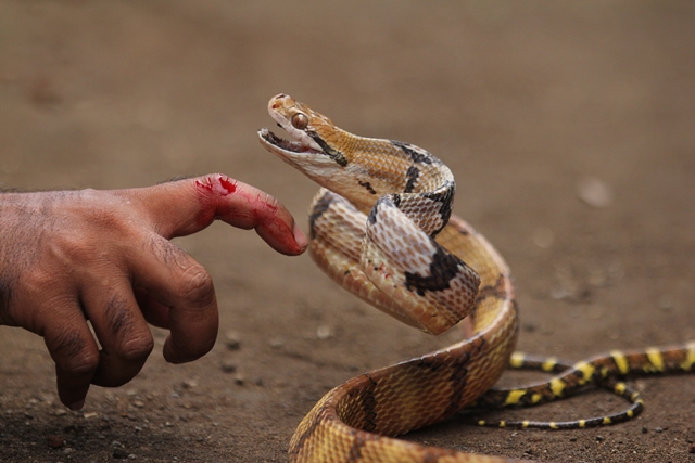 U nás jedovatí hadi nežijí, s výjimkou zmije obecné, jež je nejseverněji žijícím zástupcem hadů na světě. Foto: Shutterstock