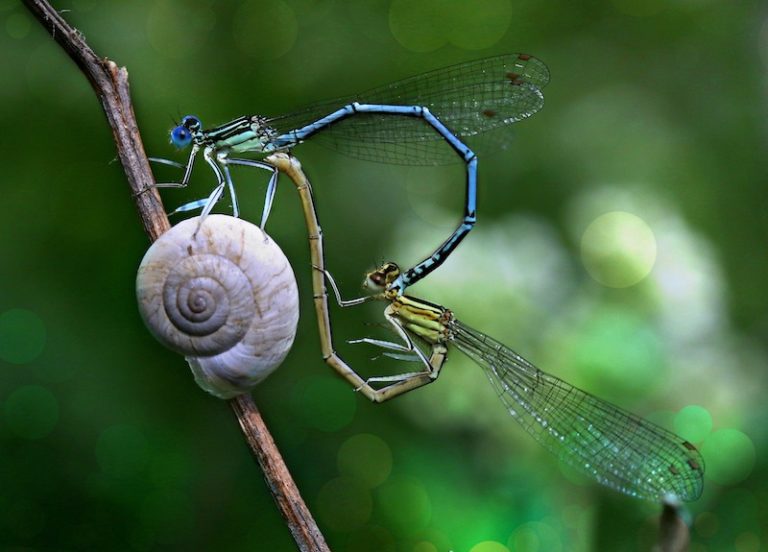 Při páření samička ohne zadeček dopředu a spojí jej s druhotným orgánem samce. (Foto: AdinaVoicu / Pixabay)