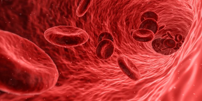Každý mililitr naší krve obsahuje v průměru 5 milionů červených krvinek. Foto: qimono / Pixabay.