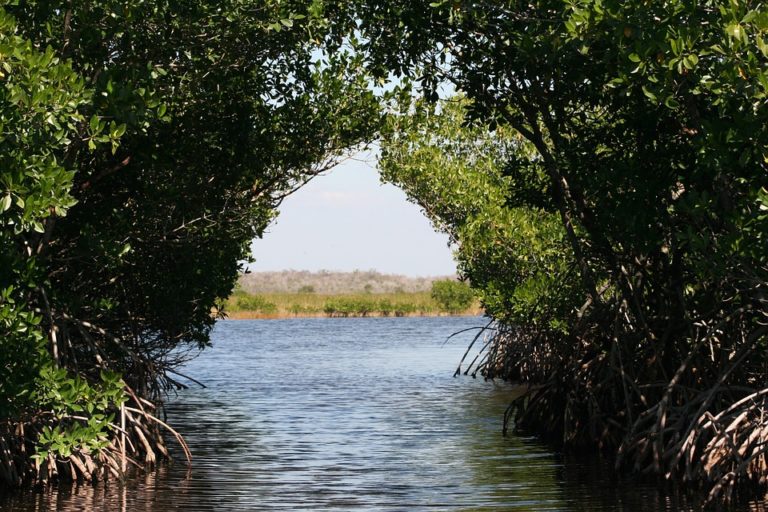 Speciálním typem halofytů jsou tzv. mangrofyty neboli mangrovy, které jsou pravidelně zaplavovány slanou vodou. Foto: TanjaC / pixabay