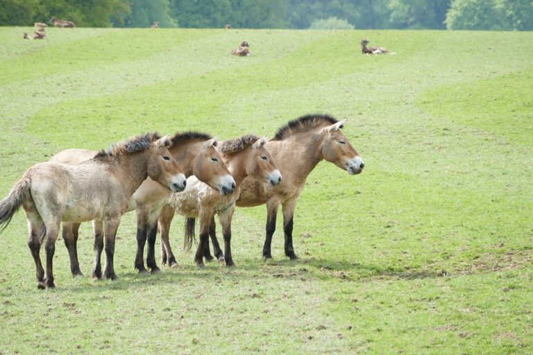 Kůň Převalského je podle vědců jediný do současnosti přeživší divoce žijící druh koně. Foto: pixabay