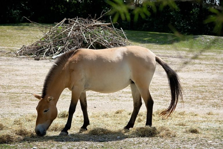 Na konci 80. let 20. století započala snaha vrátit koně Převalského zpět do volné přírody. Foto: pixabay