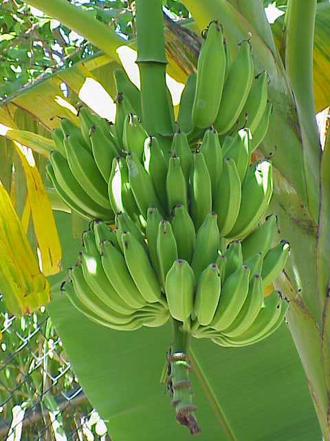 Jedovatí hadi se skutečně mohou plazit i na stromech s banány. Foto: Creative Commons, JoJan, CC BY-SA 3.0.