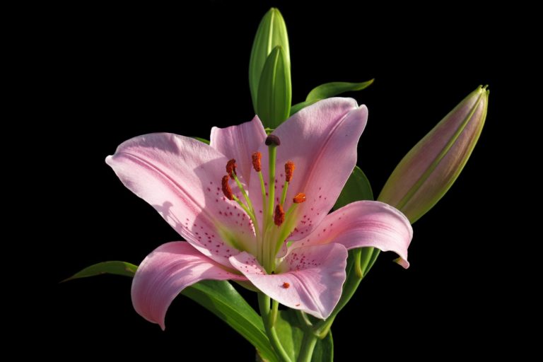 Liliové květy i poupata mají ve staré Číně za pochoutku. Foto: Radfotosonn / Pixabay.