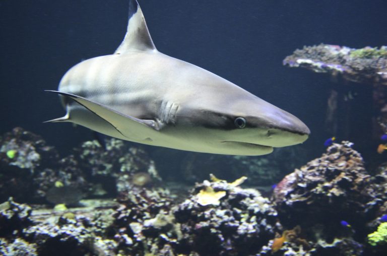 Kůže žraloků rozhodně není tak hladká, jak vypadá na fotografiích. Foto: Wildfaces / Pixabay.