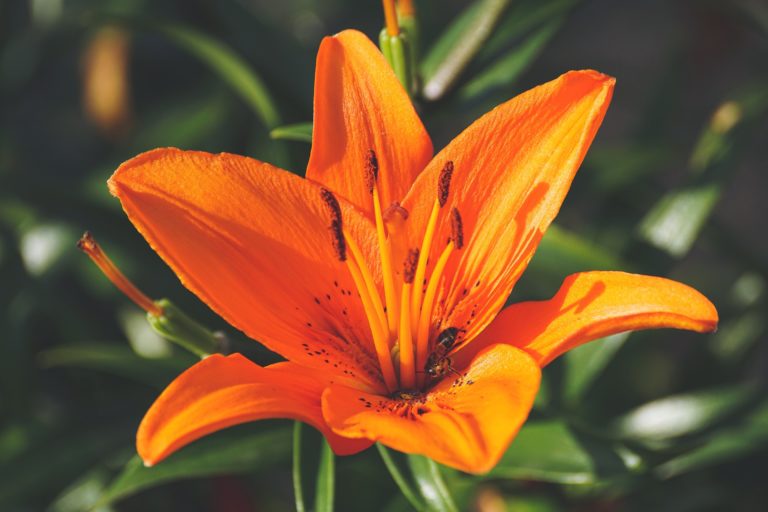 Lilie je květinou mnoha tváří a barev. Zářivá oranžová je symbolem života. Pokud ji však darujete, značí to nenávist! Foto: suju-foto / Pixabay.
