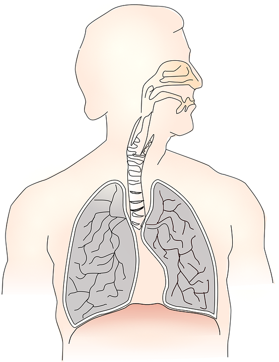 Plicní choroby postihují struktury a funkce plic. Foto: pixabay