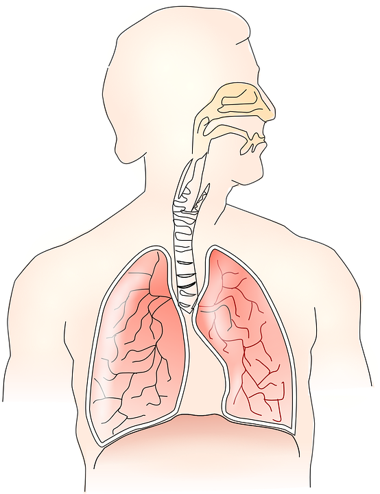 Dýchací svaly primárně ovlivňují svaly zabezpečující vzpřímené držení těla, ovšem provázanost dechu s lidským tělem sahá mnohem hlouběji. Foto: pixabay