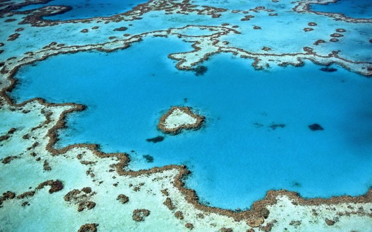 K bělení korálů dochází, když korálové polypy vylučují řasy, které žijí v jejich tkáních. Foto: pixabay