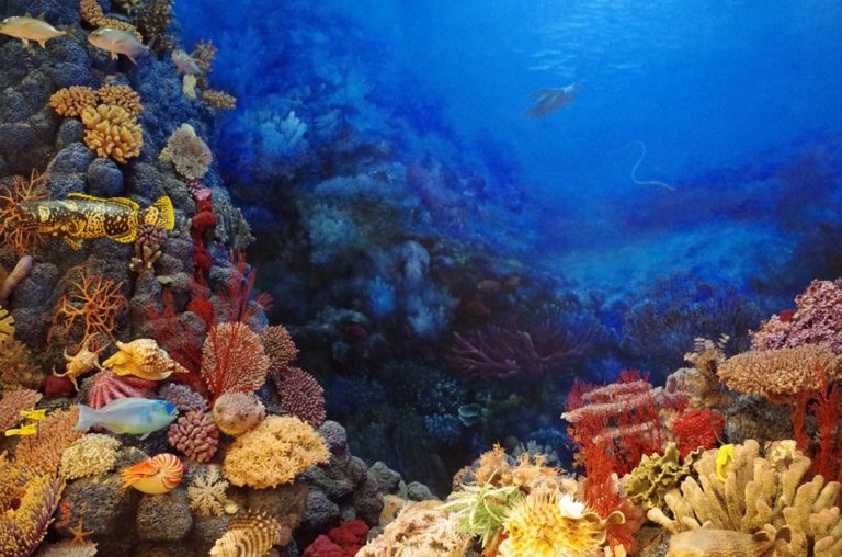 Korálové polypy obvykle žijí v endosymbiotickém vztahu s těmito řasami, které jsou zásadní pro zdraví korálů a útesů. Foto: pixabay